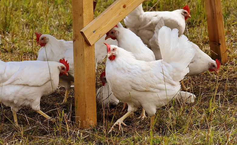 grillage à poules