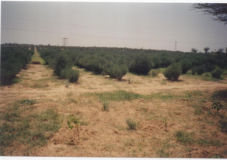 désertification